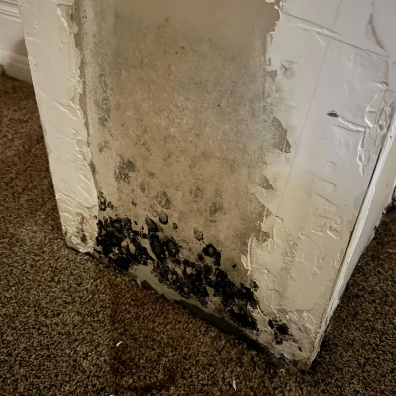 Professional Mold Removal in Manson, WA